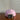 Supreme Gore Tex Zip Pocket Camp Cap | F/W 2025 | Light Pink |  O/S (Adjustable)